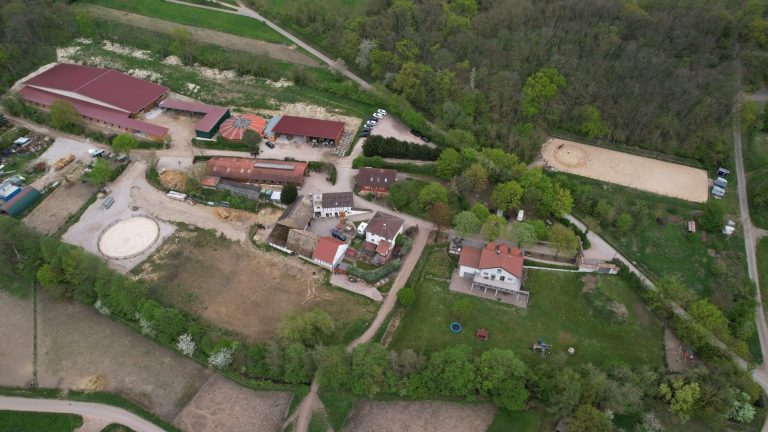 Logo von Gestüt Hof Abhorn mit einem stilisierten Ahornblatt.